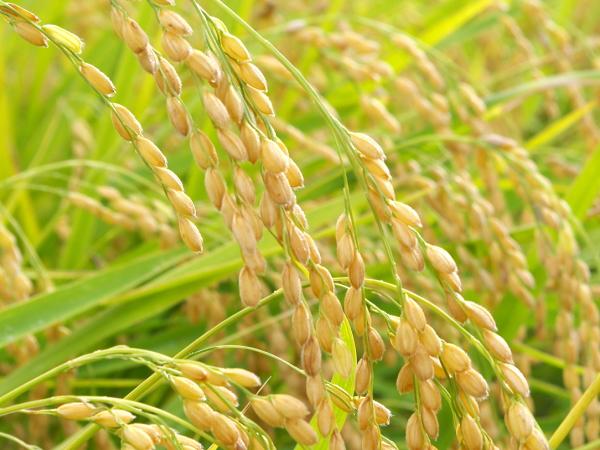 田んぼで農作業をする様子