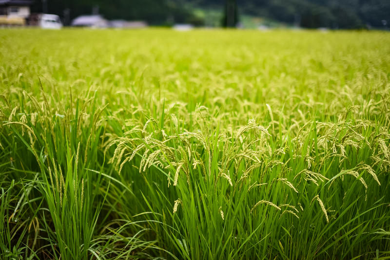 春の田植え作業の様子