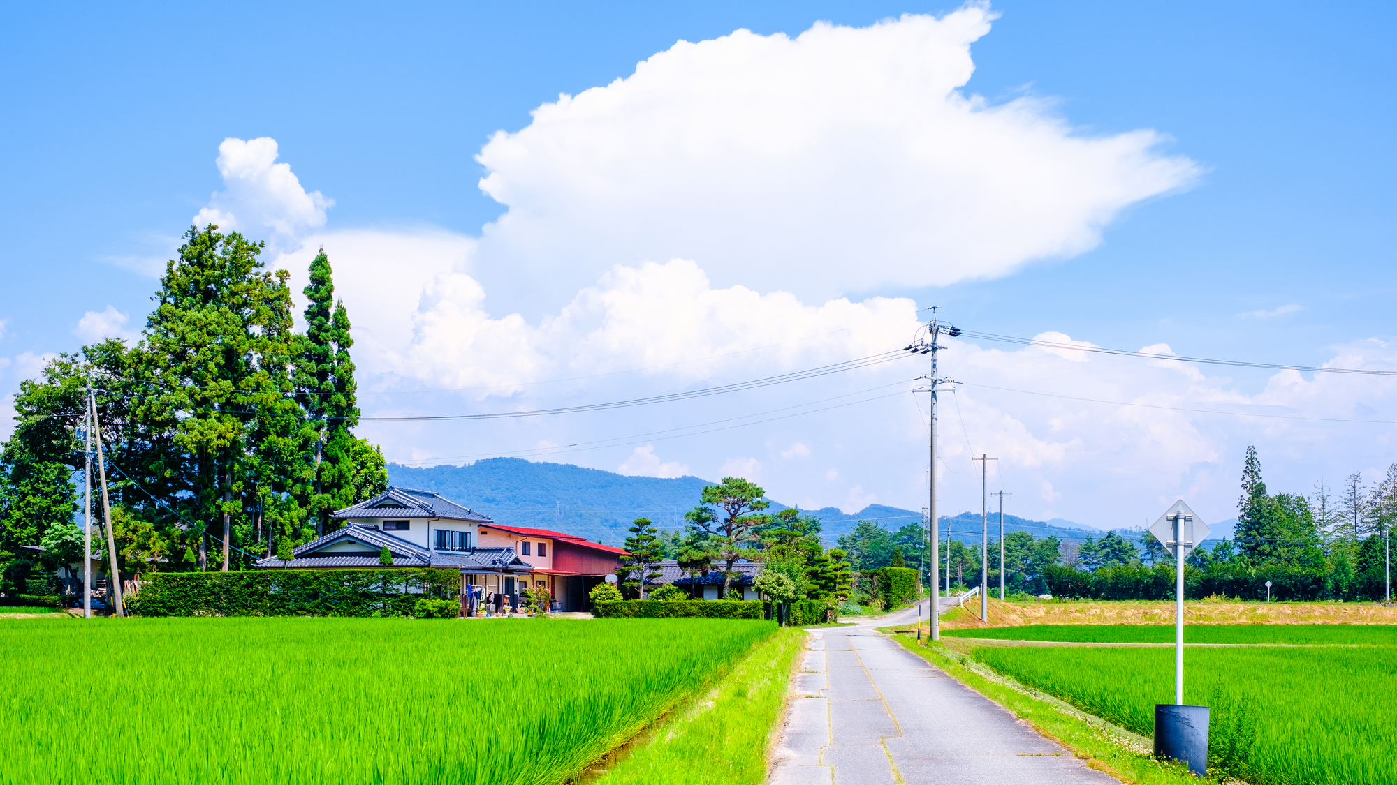 田園の中をまっすぐ伸びる道